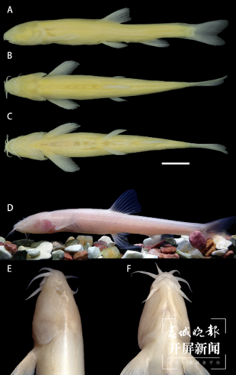 云南科研人員在地下河流中發(fā)現(xiàn)魚類新種.png