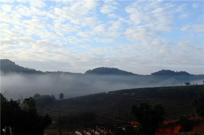 20151229S008普洱茶葉-孫曉云攝.jpg 圖片