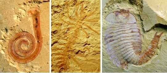 研究揭示：澄江生物群生活在三角洲 云南大學(xué)官網(wǎng)