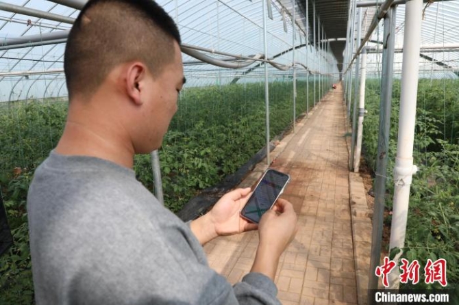 管理員通過手機(jī)查看大棚溫濕度?！±畋?攝