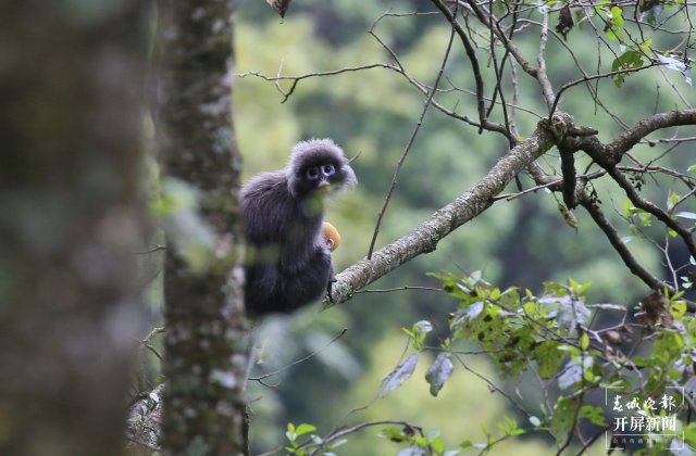 “猴”丁興旺！保山龍陵瀕危動(dòng)物菲氏葉猴家族喜添“小金猴”（開屏新聞?dòng)浾?崔敏 通訊員 郁云江 侯云鵬 楊榮廷 攝影報(bào)道）