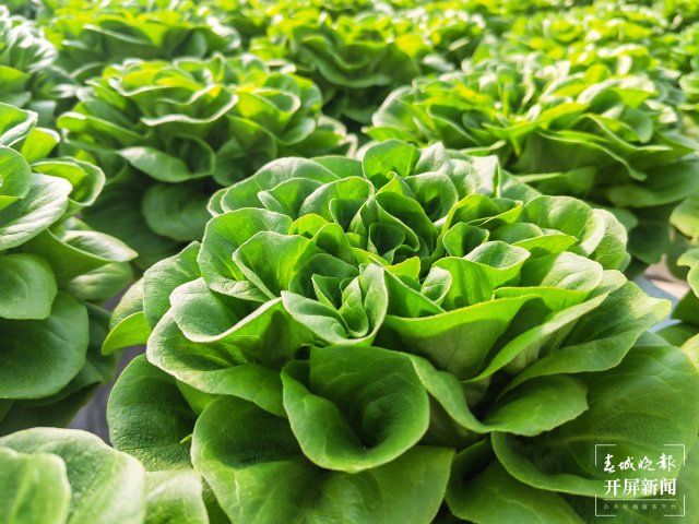 云南會(huì)澤萬(wàn)畝蔬菜花一樣美 春城晚報(bào)-開(kāi)屏新聞?dòng)浾?蔣瓊波 攝影報(bào)道