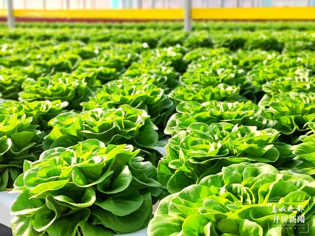 云南會(huì)澤萬(wàn)畝蔬菜花一樣美 春城晚報(bào)-開(kāi)屏新聞?dòng)浾?蔣瓊波 攝影報(bào)道