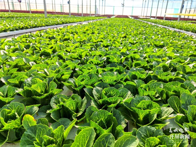 云南會(huì)澤萬(wàn)畝蔬菜花一樣美 春城晚報(bào)-開(kāi)屏新聞?dòng)浾?蔣瓊波 攝影報(bào)道