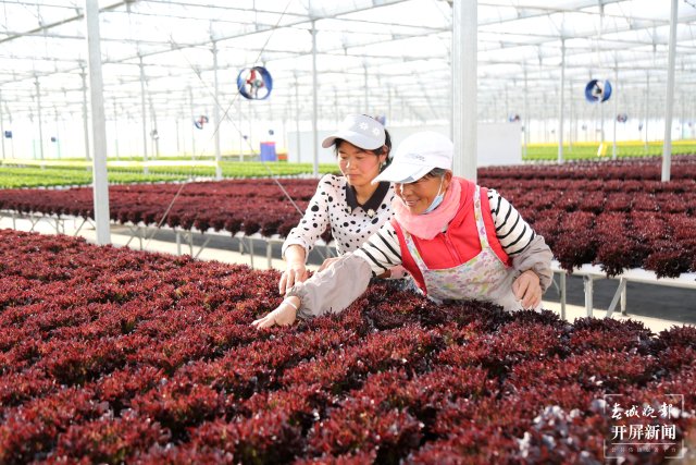 云南會(huì)澤萬(wàn)畝蔬菜花一樣美 春城晚報(bào)-開(kāi)屏新聞?dòng)浾?蔣瓊波 攝影報(bào)道