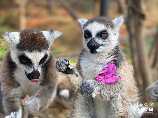 云南野生動(dòng)物園的小動(dòng)物吃上“春花宴”啦（開(kāi)屏新聞?dòng)浾?左學(xué)佳 周柯妤 王宇衡 攝）