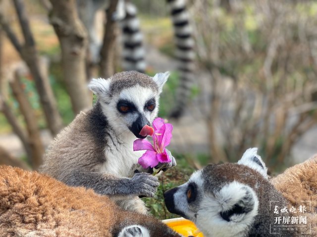 云南野生動(dòng)物園的小動(dòng)物吃上“春花宴”啦（開(kāi)屏新聞?dòng)浾?左學(xué)佳 周柯妤 王宇衡 攝）