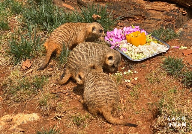 云南野生動(dòng)物園的小動(dòng)物吃上“春花宴”啦（開(kāi)屏新聞?dòng)浾?左學(xué)佳 周柯妤 王宇衡 攝）
