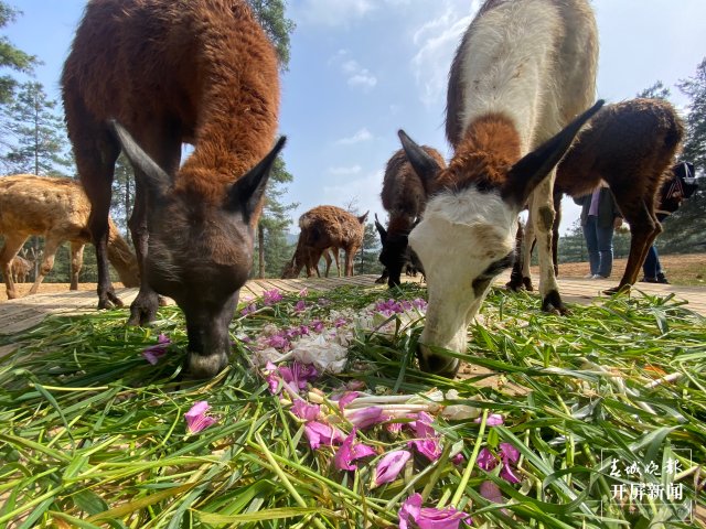 云南野生動(dòng)物園的小動(dòng)物吃上“春花宴”啦（開(kāi)屏新聞?dòng)浾?左學(xué)佳 周柯妤 王宇衡 攝）