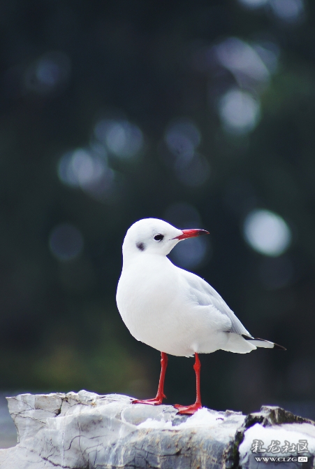 qi9mgjcotkcsm9e2w2xqlrf6r