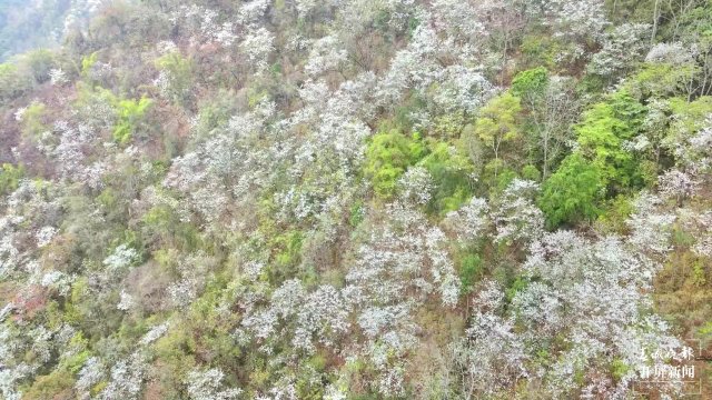 【賞春地圖】保山施甸白露花（開屏新聞?dòng)浾?崔敏 通訊員 楊林元 楊麗娟 瞿柯楠 攝）