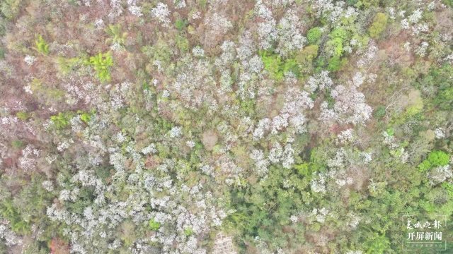 【賞春地圖】保山施甸白露花（開屏新聞?dòng)浾?崔敏 通訊員 楊林元 楊麗娟 瞿柯楠 攝）