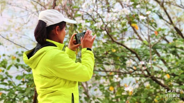 【賞春地圖】保山施甸白露花（開屏新聞?dòng)浾?崔敏 通訊員 楊林元 楊麗娟 瞿柯楠 攝）