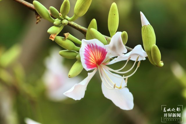 【賞春地圖】保山施甸白露花（開屏新聞?dòng)浾?崔敏 通訊員 楊林元 楊麗娟 瞿柯楠 攝）