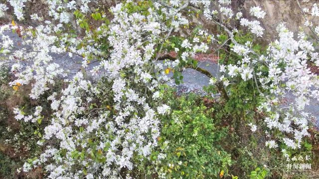 【賞春地圖】保山施甸白露花（開屏新聞?dòng)浾?崔敏 通訊員 楊林元 楊麗娟 瞿柯楠 攝）