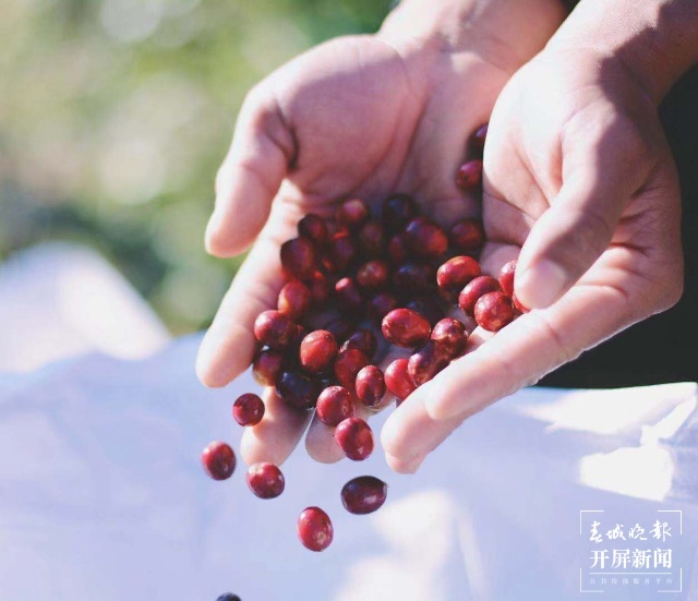 【我為家鄉(xiāng)帶貨】走親訪友，就帶上保山小粒咖啡（春城晚報(bào)-開(kāi)屏新聞?dòng)浾?崔敏 攝）