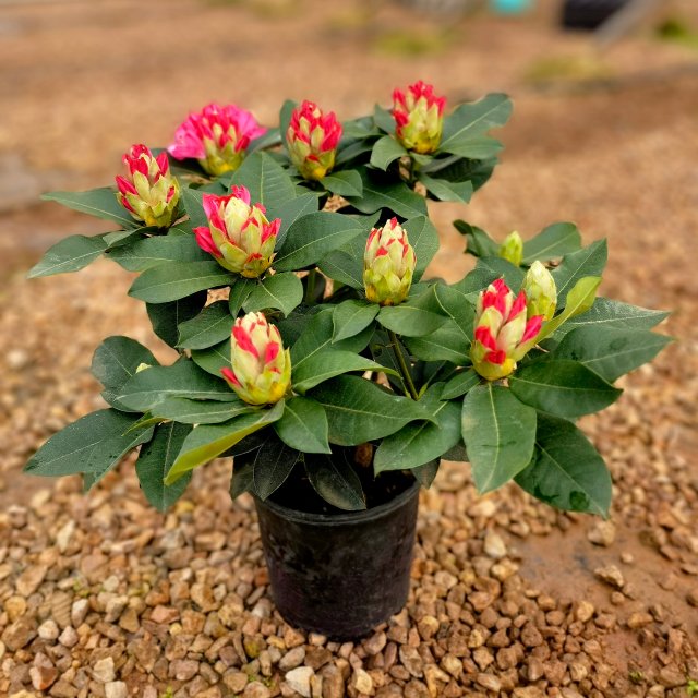 云南研發(fā)低成本冷萃凍干咖啡加工技術(shù) 春城晚報-開屏新聞記者 楊質(zhì)高 文 云南省農(nóng)業(yè)科學(xué)院供圖