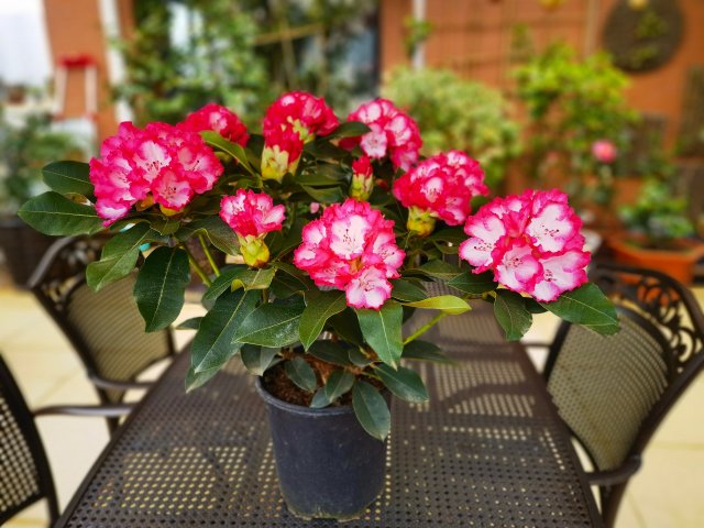 云南研發(fā)低成本冷萃凍干咖啡加工技術(shù) 春城晚報-開屏新聞記者 楊質(zhì)高 文 云南省農(nóng)業(yè)科學(xué)院供圖