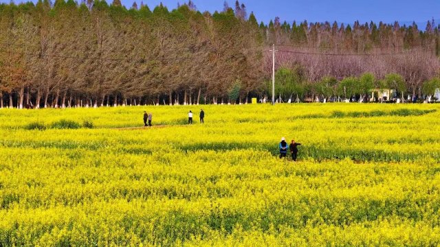 【清明踏春】呈貢江尾村(江尾社區(qū) 呈貢區(qū)融媒體中心 供圖)