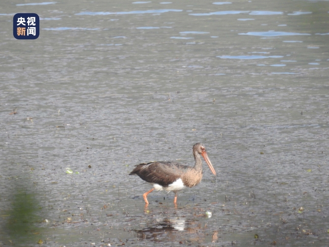 云南云龍?zhí)斐貒?guó)家級(jí)自然保護(hù)區(qū)首次記錄到黑鸛