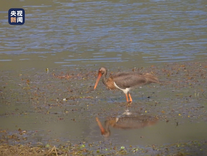 云南云龍?zhí)斐貒?guó)家級(jí)自然保護(hù)區(qū)首次記錄到黑鸛