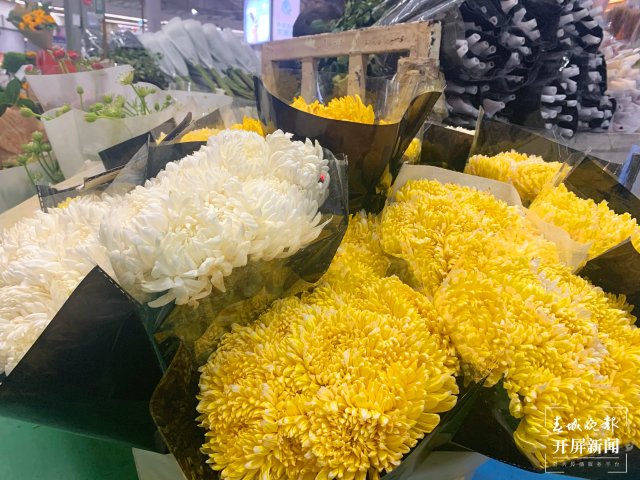 清明將近，斗南菊花上漲4-5元，每天銷售300札，預(yù)計(jì)將迎來購買熱潮 春城晚報-開屏新聞 記者 孫江葒 實(shí)習(xí)生 劉倬君 攝影報道