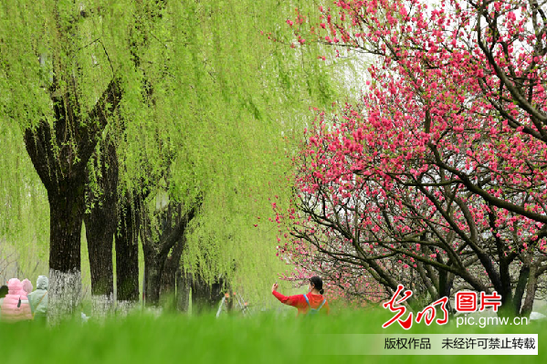 【網(wǎng)絡(luò)中國節(jié)·清明】插柳、戴柳……清明這些習俗與柳有關(guān)