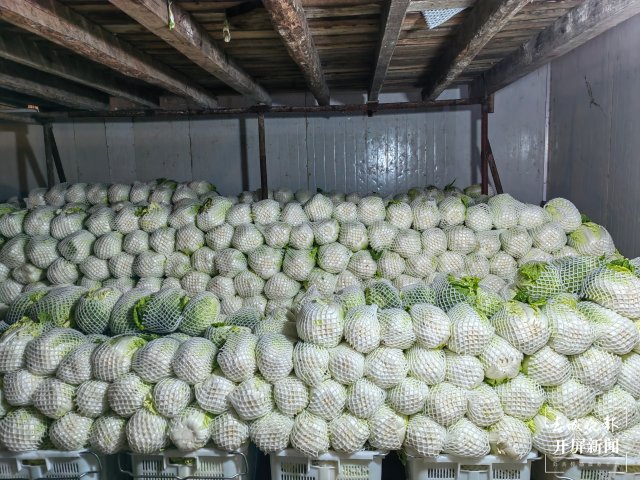 云南通海愛心企業(yè)采購80噸蔬菜馳援上海(開屏新聞?dòng)浾?李春麗 通訊員 胡 婷 吳文汝 攝)