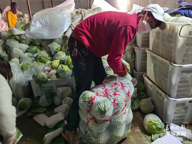 云南通海愛心企業(yè)采購80噸蔬菜馳援上海(開屏新聞?dòng)浾?李春麗 通訊員 胡 婷 吳文汝 攝)