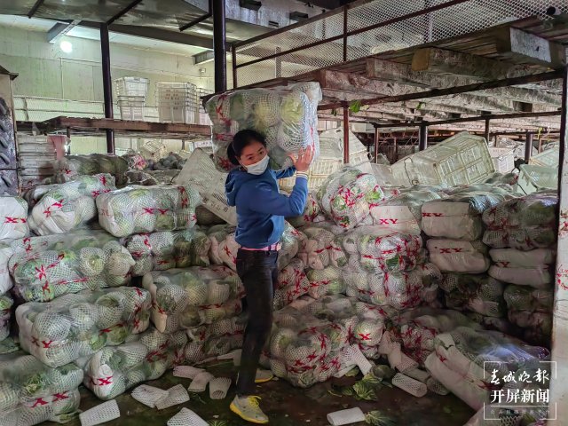 云南通海愛心企業(yè)采購80噸蔬菜馳援上海(開屏新聞?dòng)浾?李春麗 通訊員 胡 婷 吳文汝 攝)