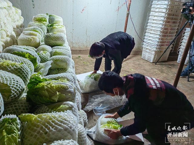 云南通海愛心企業(yè)采購80噸蔬菜馳援上海(開屏新聞?dòng)浾?李春麗 通訊員 胡 婷 吳文汝 攝)