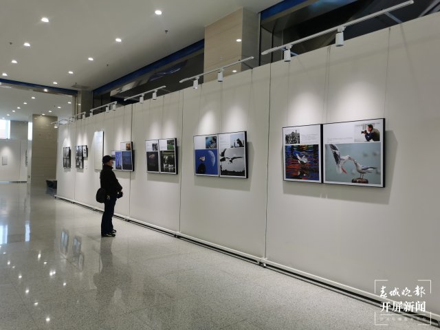《從貝加爾湖飛來的精靈》攝影作品展在昆開展（開屏新聞記者 李賽 攝）