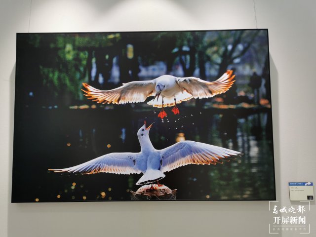 《從貝加爾湖飛來的精靈》攝影作品展在昆開展（開屏新聞記者 李賽 攝）