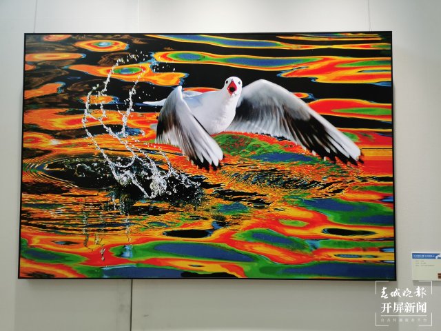 《從貝加爾湖飛來的精靈》攝影作品展在昆開展（開屏新聞記者 李賽 攝）