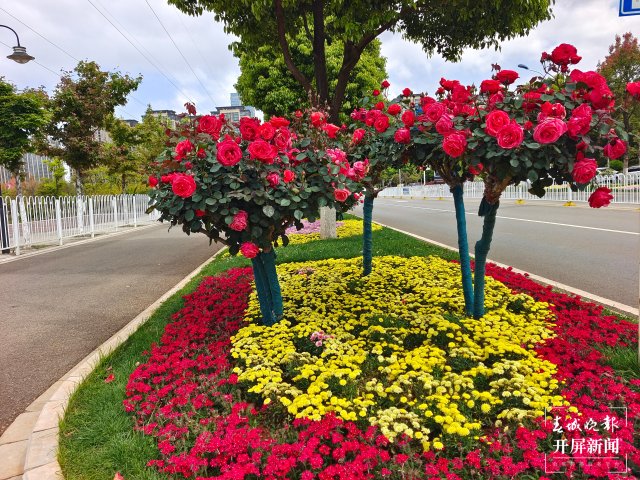 呈貢1660余株樹(shù)狀月季扮靚街景(田佳麗 攝)