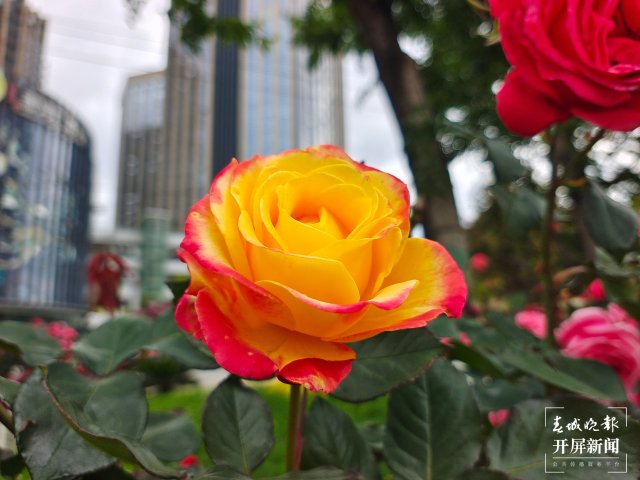 呈貢1660余株樹(shù)狀月季扮靚街景(田佳麗 攝)