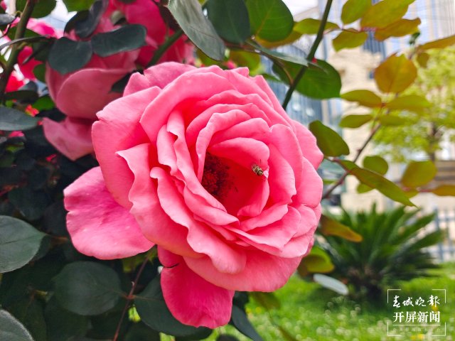 呈貢1660余株樹(shù)狀月季扮靚街景(田佳麗 攝)