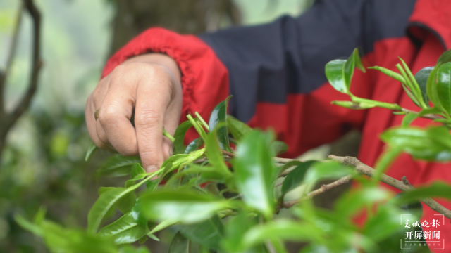 保山昌寧：古樹(shù)茶芽吐新綠，縷縷茶香飄萬(wàn)里 春城晚報(bào)-開(kāi)屏新聞?dòng)浾?崔敏 通訊員 周應(yīng)彪 普文鴻 王成林 攝影報(bào)道