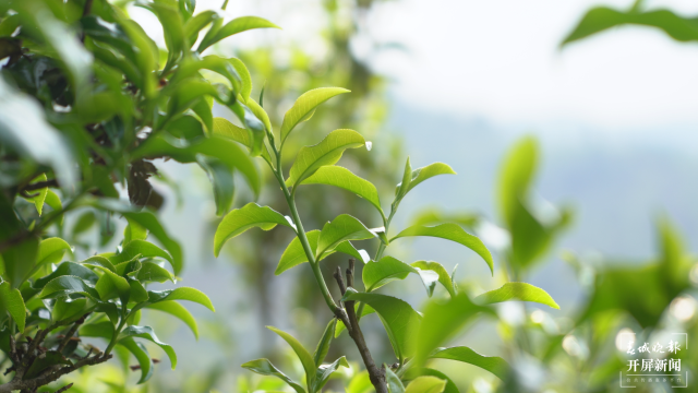 保山昌寧：古樹(shù)茶芽吐新綠，縷縷茶香飄萬(wàn)里 春城晚報(bào)-開(kāi)屏新聞?dòng)浾?崔敏 通訊員 周應(yīng)彪 普文鴻 王成林 攝影報(bào)道