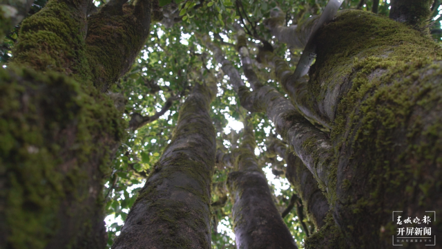 保山昌寧：古樹(shù)茶芽吐新綠，縷縷茶香飄萬(wàn)里 春城晚報(bào)-開(kāi)屏新聞?dòng)浾?崔敏 通訊員 周應(yīng)彪 普文鴻 王成林 攝影報(bào)道