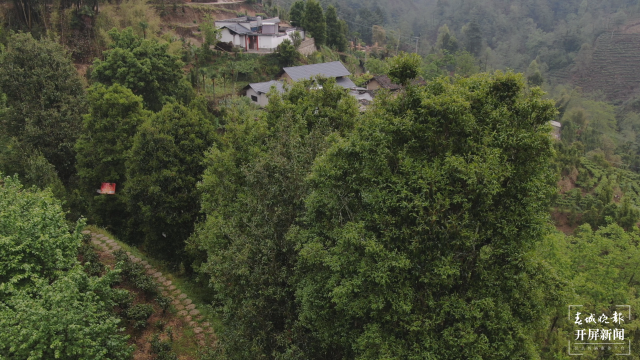 保山昌寧：古樹(shù)茶芽吐新綠，縷縷茶香飄萬(wàn)里 春城晚報(bào)-開(kāi)屏新聞?dòng)浾?崔敏 通訊員 周應(yīng)彪 普文鴻 王成林 攝影報(bào)道