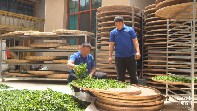 保山昌寧：古樹(shù)茶芽吐新綠，縷縷茶香飄萬(wàn)里 春城晚報(bào)-開(kāi)屏新聞?dòng)浾?崔敏 通訊員 周應(yīng)彪 普文鴻 王成林 攝影報(bào)道
