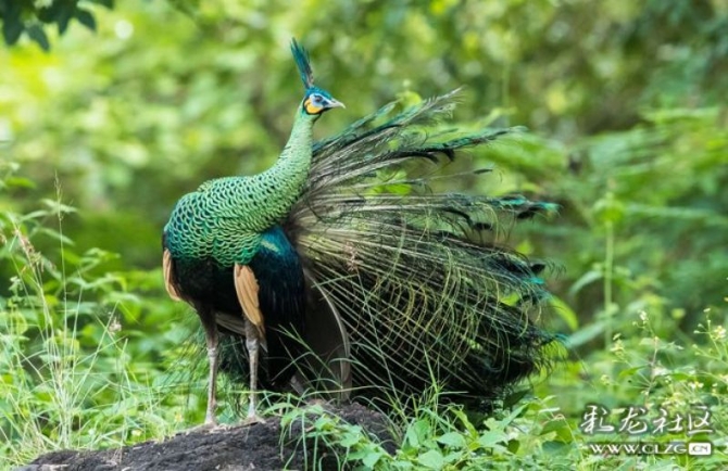 16501004639053607013206022662_1195 16501004639053607013206022662_1195