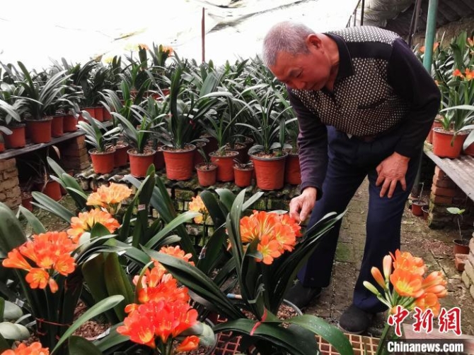 【十年@每一個(gè)奮斗的你】自學(xué)花卉種植河北任丘65歲老人打造“君子蘭花園”
