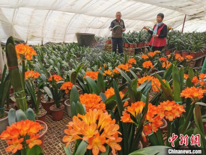 圖為龐英杰夫妻在為君子蘭澆水?！〗饾?攝