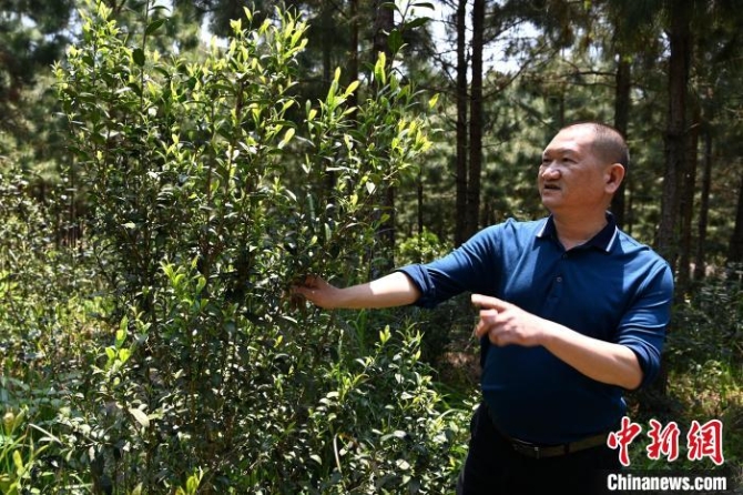 【十年@每一個(gè)奮斗的你】返鄉(xiāng)承包萬畝山地做“谷主”：以后都成金山銀山