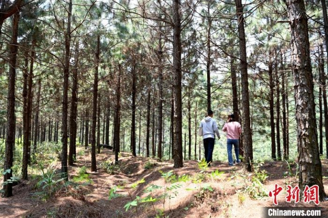 張高漢種植的松樹林?！埥鸫?攝