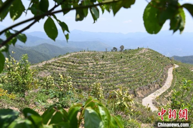 張高漢在深山內(nèi)大力發(fā)展林下經(jīng)濟(jì)?！埥鸫?攝