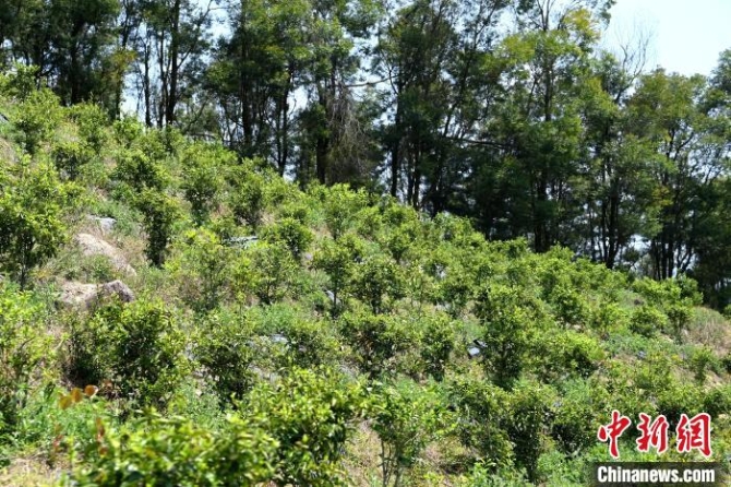 張高漢在深山內(nèi)大力發(fā)展林下經(jīng)濟(jì)?！埥鸫?攝