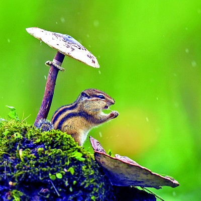 尋攝東北林中生靈